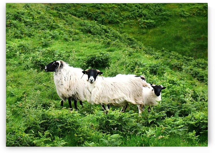 Sheep Of Malin Beg - County Donegal by Lexa Harpell