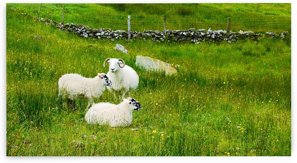 Chilling Out in the Grass by Lexa Harpell
