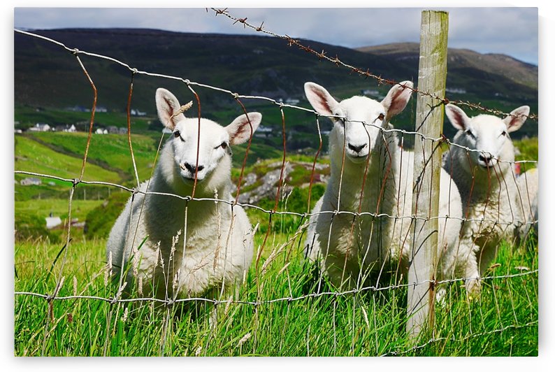 Curious Little Irish Sheep by Lexa Harpell