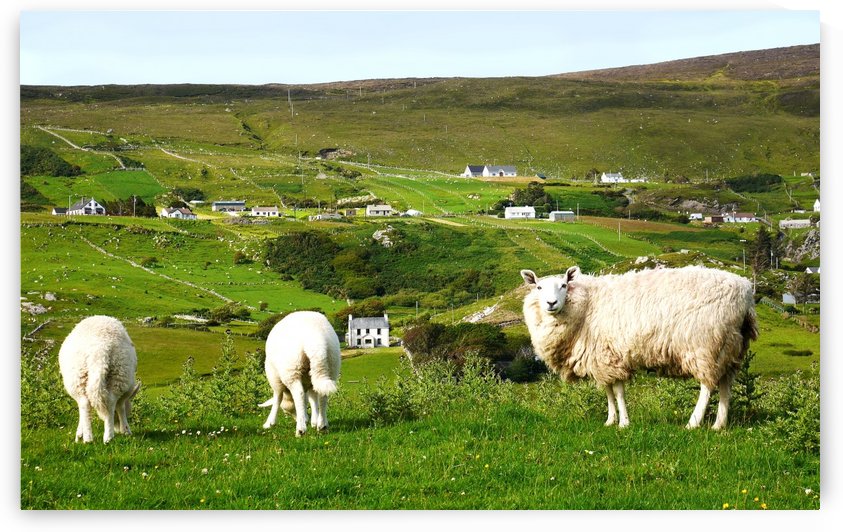 Sheep of Glencolmcille Country Donegal by Lexa Harpell