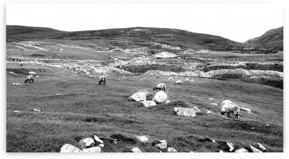 Sheep and Stones - Remote Port in BW by Lexa Harpell