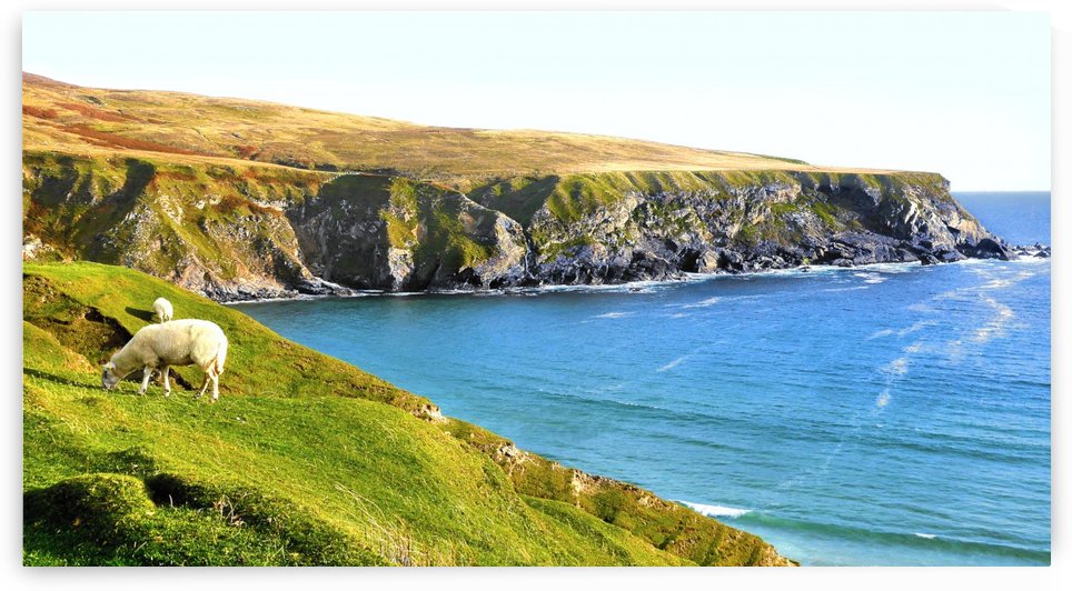 Summer Grazing - Silver Stand Beach by Lexa Harpell