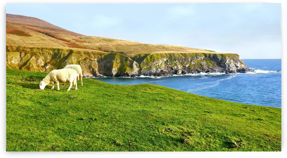 Sheep Grazing - Silver Strand Beach by Lexa Harpell