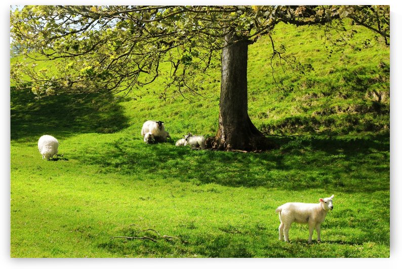 Finding Shade - Northern Ireland by Lexa Harpell