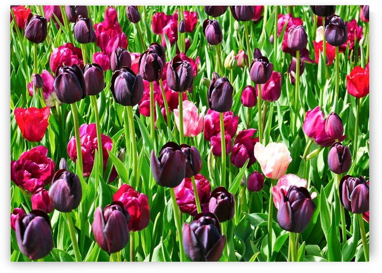 Field of Tulips by Lexa Harpell