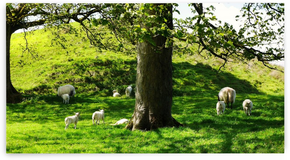 Finding Shade - Northern Ireland 2 by Lexa Harpell