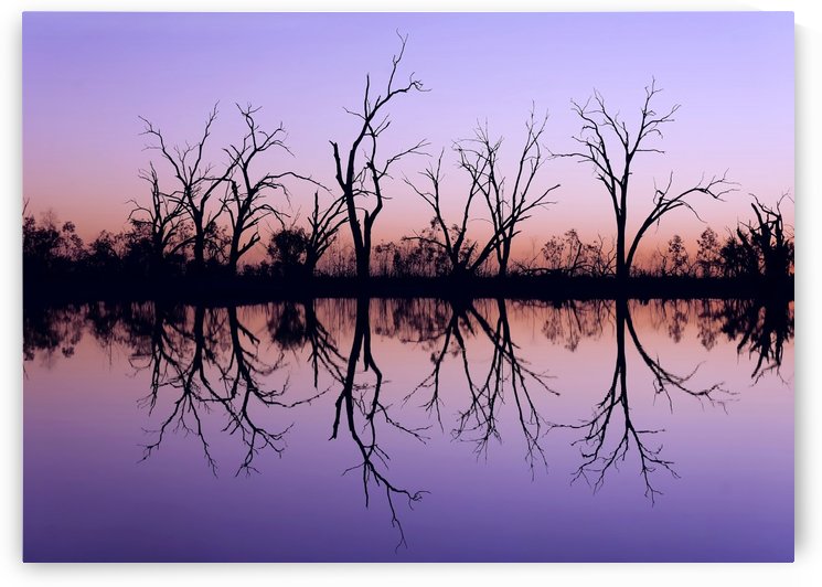 Tree Skeleton Silhouettes by Lexa Harpell