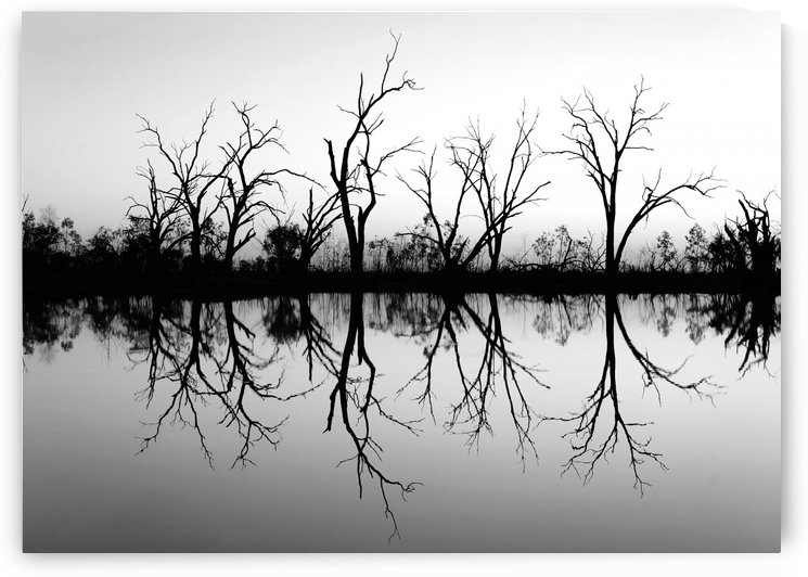 Tree Skeleton Silhouettes in B&W by Lexa Harpell