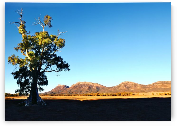 Morning Light on Cazneauxs Tree by Lexa Harpell