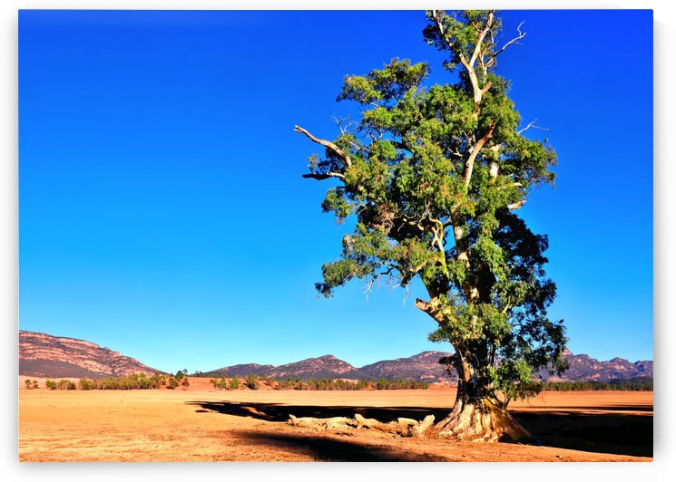 Alone - Cazneauxs Tree by Lexa Harpell