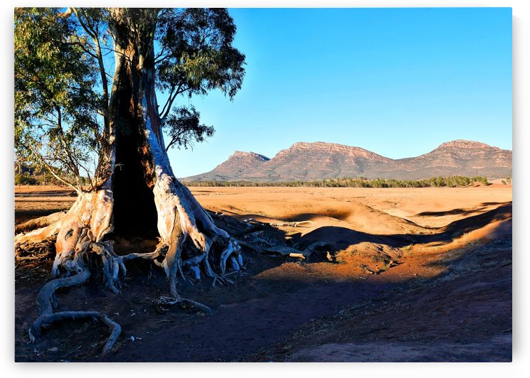 Sunrise - Cazneaux Tree by Lexa Harpell