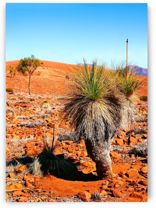 Grass Tree in the Outback by Lexa Harpell
