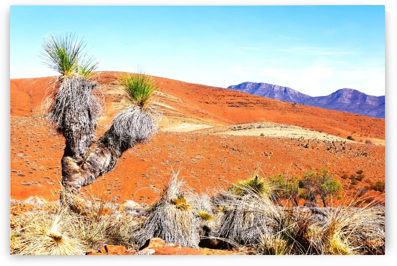 Grass Trees  in the Outback 2 by Lexa Harpell