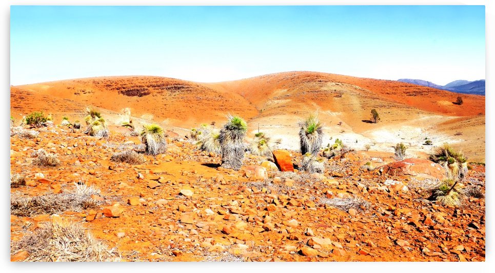 Grass Tree in the Outback 4 by Lexa Harpell
