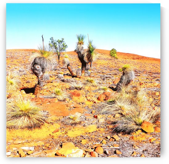 Grass Tree in the Outback 3 by Lexa Harpell