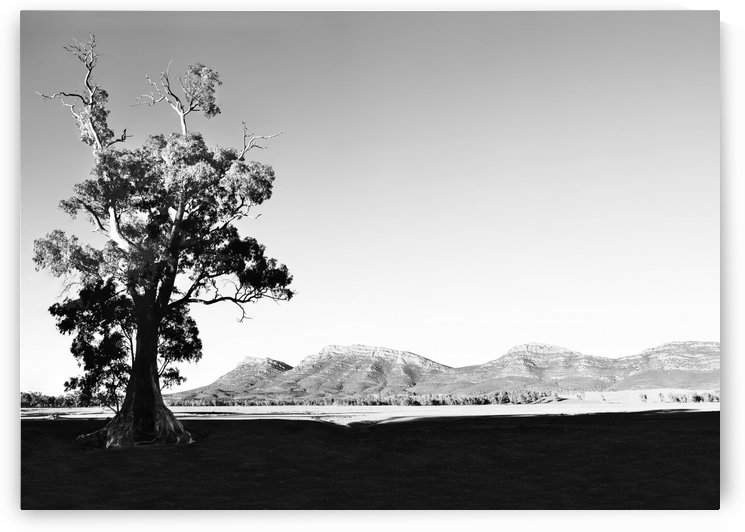 Morning Light on Cazneaux Tree by Lexa Harpell