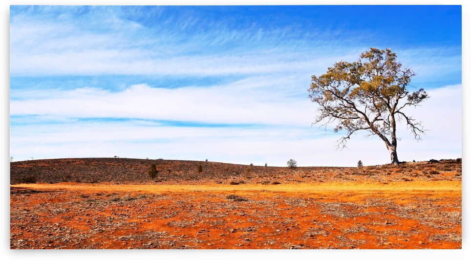 Lone Tree in the Outback by Lexa Harpell