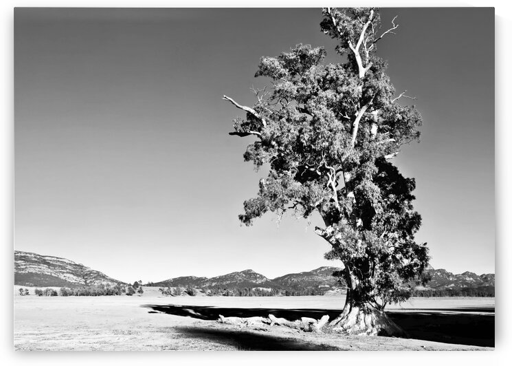 Alone - Cazneaux Tree BW by Lexa Harpell