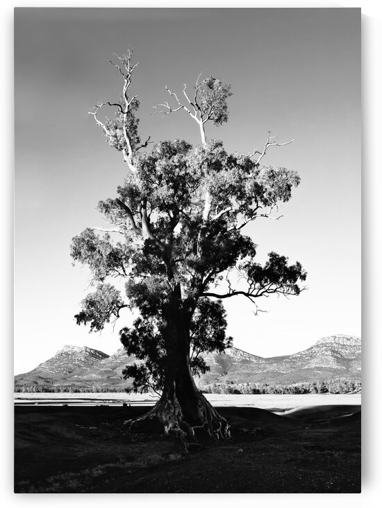 Cazneaux Tree BW 2 by Lexa Harpell