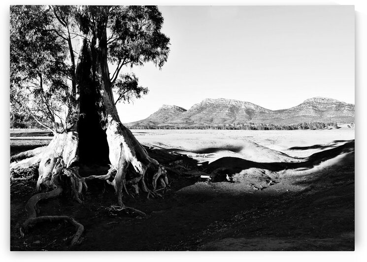 Sunrise - Cazneaux Tree BW by Lexa Harpell