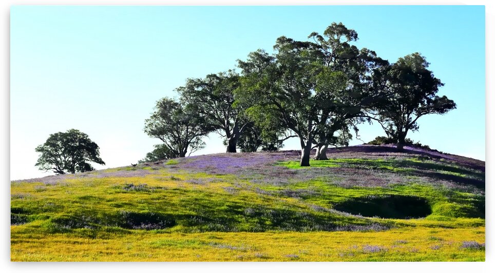 Barossa Valley in Spring by Lexa Harpell