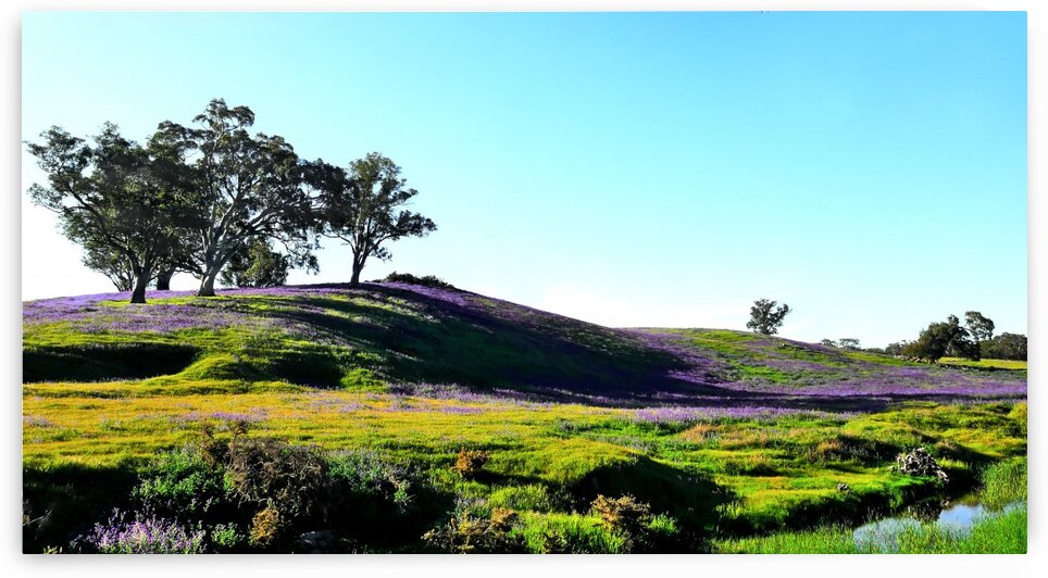 Spring in the Barossa Valley by Lexa Harpell