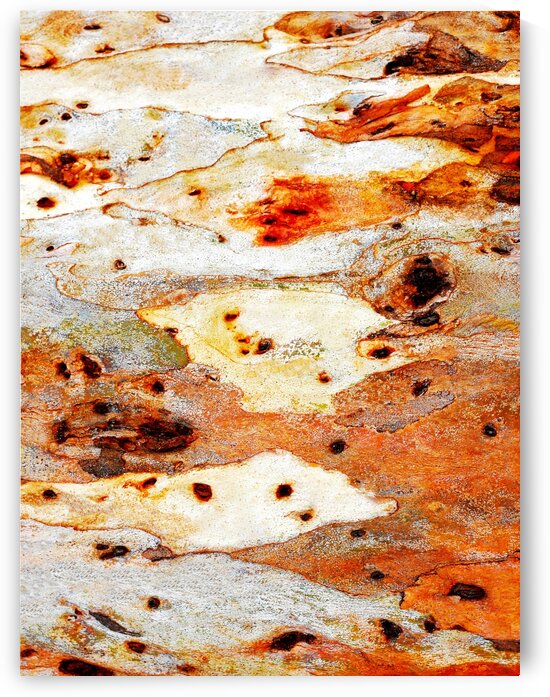 Gum Tree Bark - Mt Remarkable 7 by Lexa Harpell