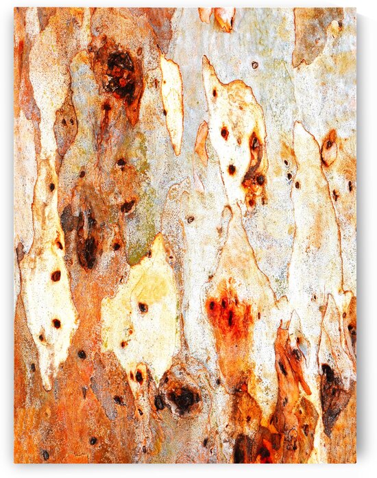 Gum Tree Bark - Mt Remarkable 4 by Lexa Harpell