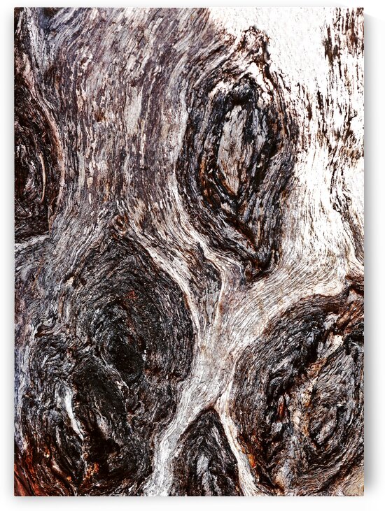 Gum Tree Bark - Mt Remarkable 3 by Lexa Harpell