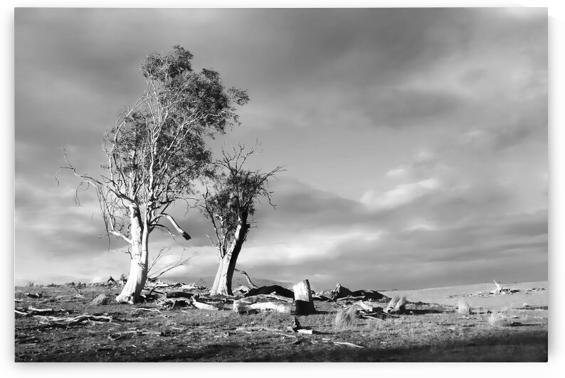 Storm Breaking - BW by Lexa Harpell