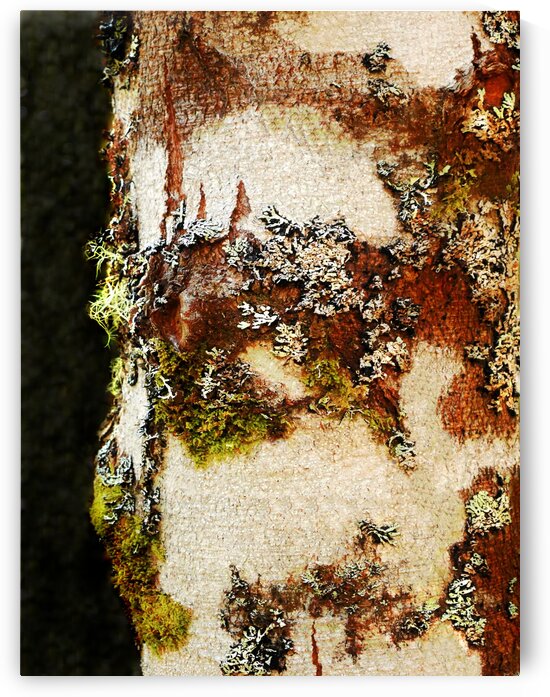 Aussie Alpine Tree Bark by Lexa Harpell