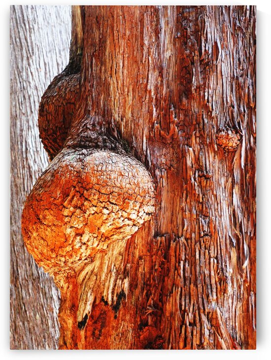 Aussie Alpine Tree Bark 2 by Lexa Harpell