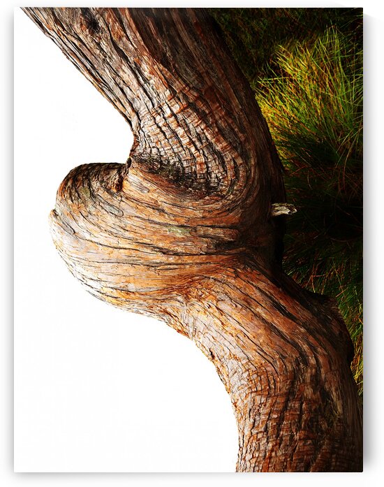 Aussie Alpine Tree Bark 3 by Lexa Harpell