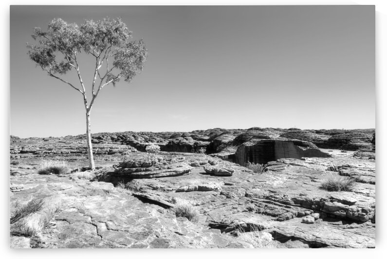 Lone Tree - Kings Canyon - BW by Lexa Harpell