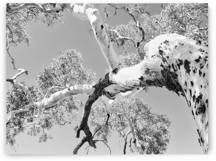 Burnt Ghost Gum - BW by Lexa Harpell