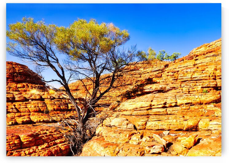 Twisted Tree in the Rocks - Kings Canyon by Lexa Harpell