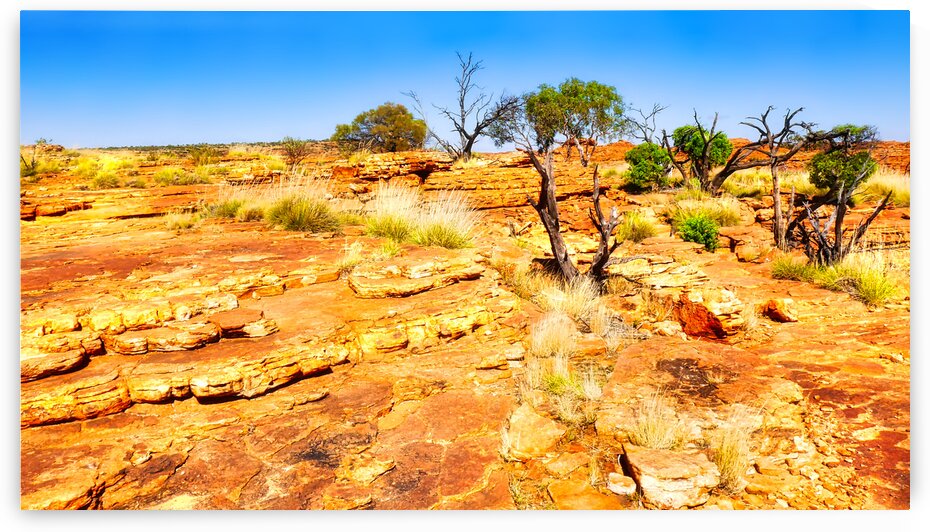 Natures Garden - Kings Canyon by Lexa Harpell