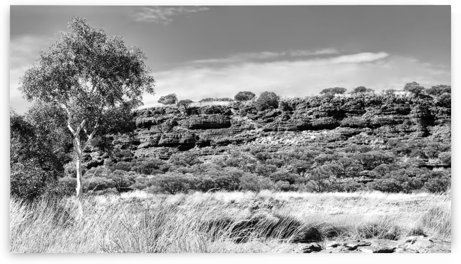 Natures Garden 2 - Kings Canyon - BW by Lexa Harpell