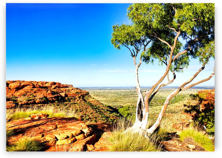 Ghost Gum on Kings Canyon  by Lexa Harpell
