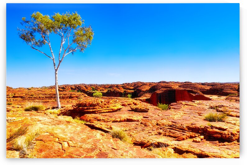 Lone Tree on  Kings Canyon by Lexa Harpell