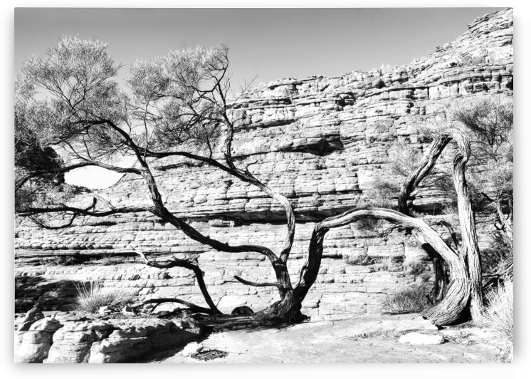Twisted Tree in the Rocks - Kings Canyon - BW by Lexa Harpell