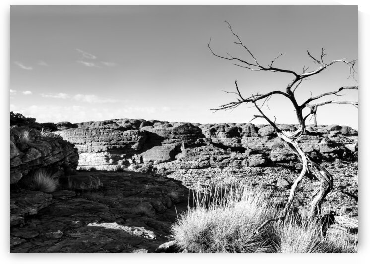 Bare Tree - Kings Canyon BW by Lexa Harpell