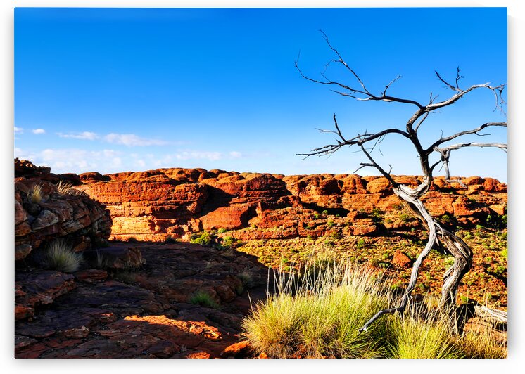 Bare Tree - Kings Canyon  by Lexa Harpell