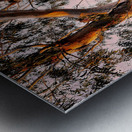 Murray River Gums Metal print