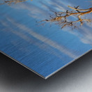 Beautiful Bare Trees 2 Metal print