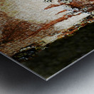 Aussie Alpine Tree Bark Metal print