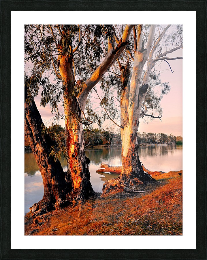 Murray River Gums Picture Frame print