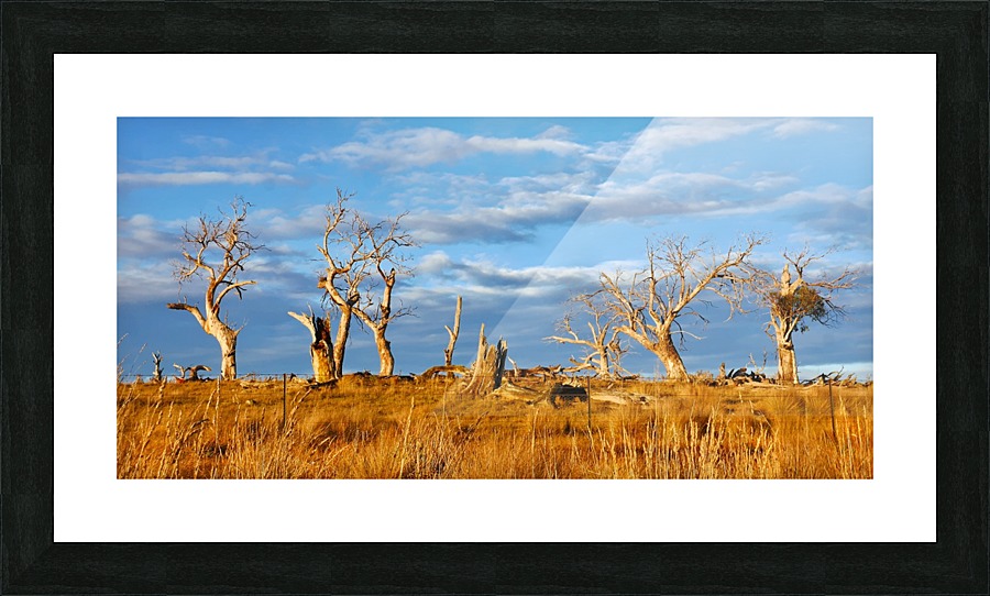 Beautiful Bare Trees 2 Picture Frame print