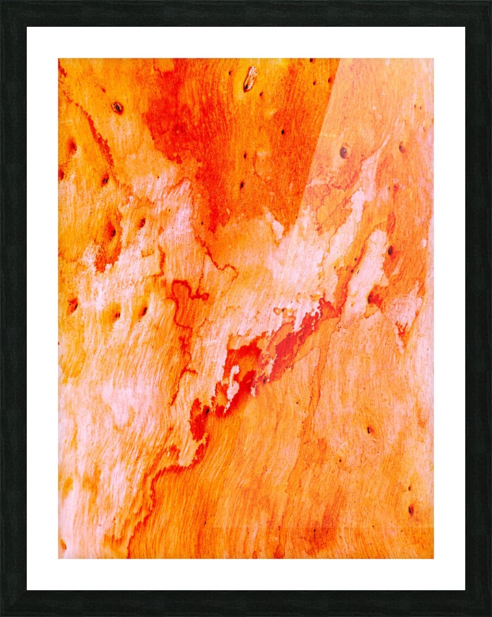 Salmon Bark Picture Frame print