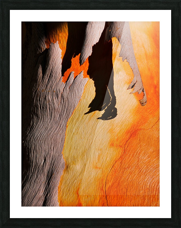 Salmon Bark Peeling Picture Frame print
